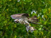 Osprey