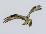 Osprey