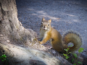 Alaska’s Squirrels 