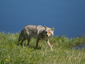 Yellowstone National Park