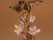 Ruby throated hummingbird