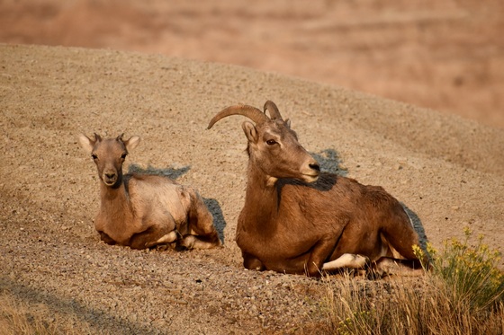 Badlands National Park