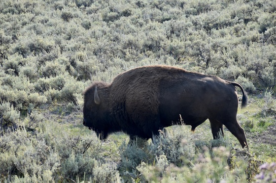 Yellowstone National Park