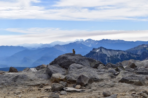 Mt Rainier National Park