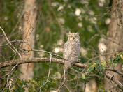 Great Horned Owl