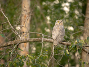 Great Horned Owl