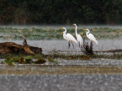 Great Egrets