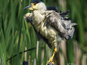 Black-crowned night heron