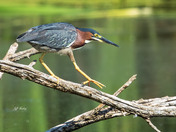 Green heron