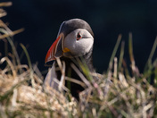 Newfoundland Rock Star