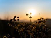Saguaro National Park