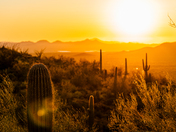Saguaro National Park