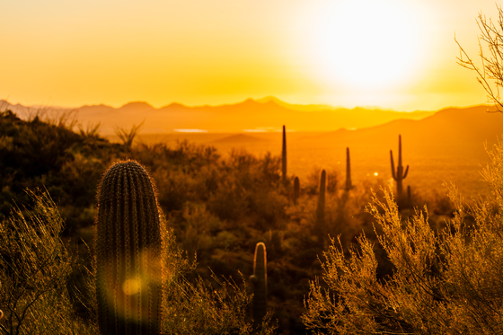 Saguaro National Park