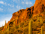 Saguaro National Park