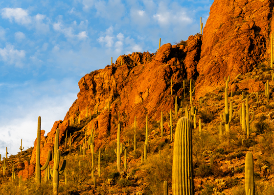 Saguaro National Park