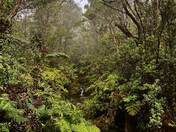 Hakalau Forest National Wildlife Refuge
