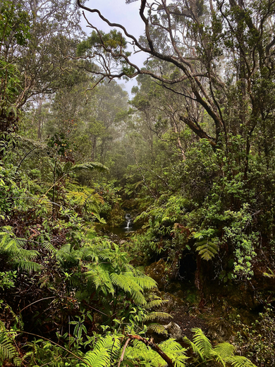 Hakalau Forest National Wildlife Refuge
