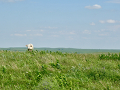 Tallgrass Prairie National Preserve