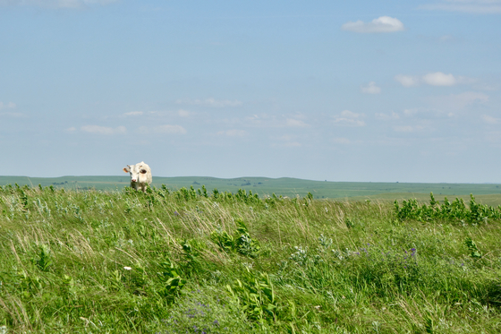 Tallgrass Prairie National Preserve