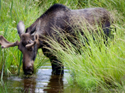 Moose in a marsh