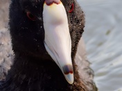 American Coot