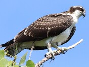 Juvenile Osprey