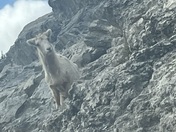 Inquisitive mountain goat