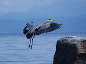 Great Blue Heron