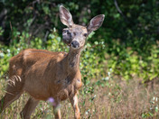 A female Mule Deer with a Tumor...