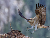 Incoming...avoid the talons!