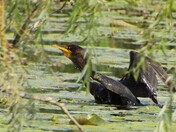 Double Crested Cormorant