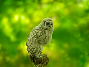 Barred owlet