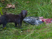 American Mink