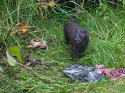 American Mink