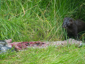 American Mink