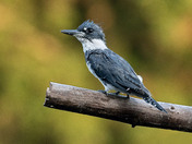 Belted Kingfisher