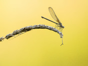 American Rubyspot Damselfly