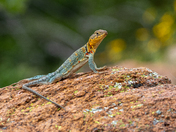 Wichita Mountains Wildlife Refuge