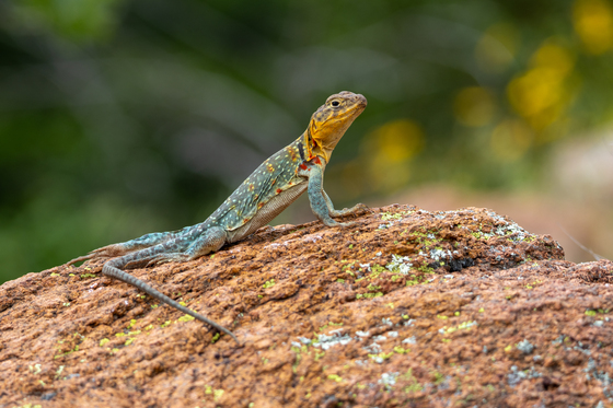 Wichita Mountains Wildlife Refuge