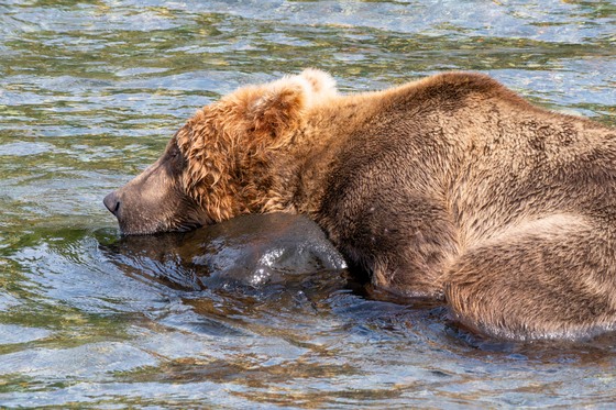 Katmai National Park and Preserve
