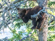 Katmai National Park and Preserve