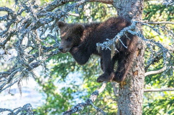 Katmai National Park and Preserve