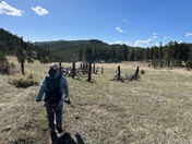 Roosevelt National forest