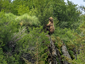 Katmai National Park, Alaska