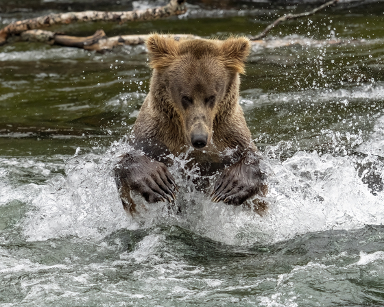Katmai National Park, Alaska