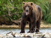Katmai National Park, Alaska