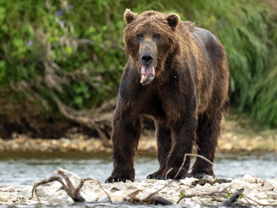 Katmai National Park, Alaska