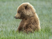 Katmai National Park, Alaska
