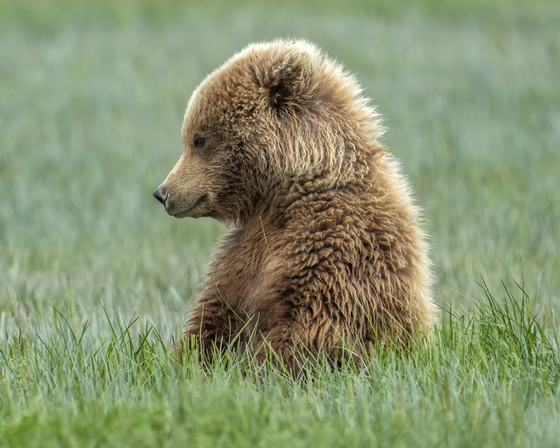 Katmai National Park, Alaska