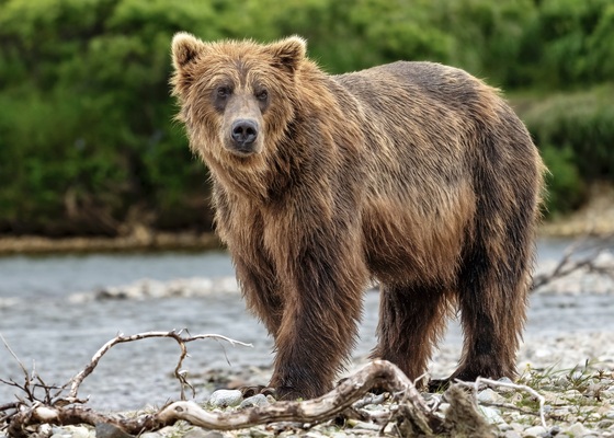 Katmai National Park, Alaska